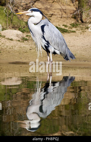 Héron cendré (Ardea cinerea), zoo de Wuppertal Banque D'Images