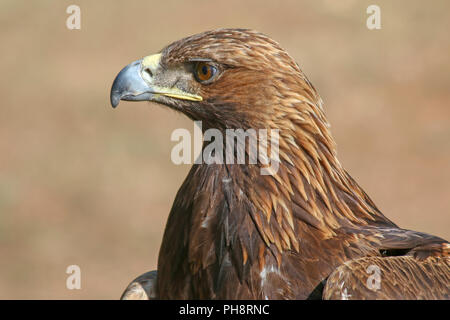 Close-up of a Golden Eagle, utilisés pour la chasse, le Kirghizistan Banque D'Images