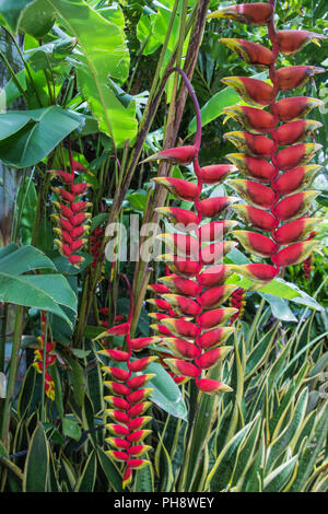 Heliconia Rostrata (Héliconiaceae) Banque D'Images