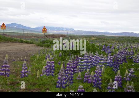 Lupin à côté de la route en Islande Banque D'Images