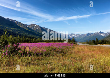 Fleurs sauvages des montagnes et forêt en arrière-plan Banque D'Images