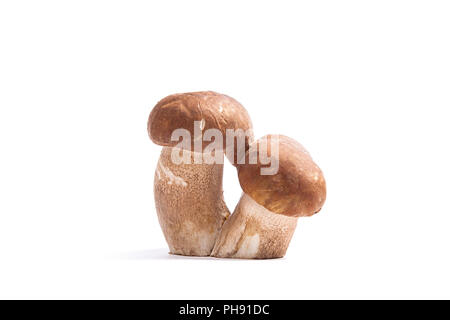 Récolté à l'automne étonnant triple champignon comestible boletus edulis (cèpes) connu sous le nom de champignons porcini isolé sur fond blanc. Banque D'Images