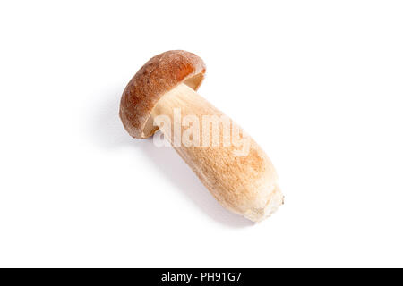 Récolté à l'automne étonnant champignon comestible boletus edulis (cèpes) connu sous le nom de champignons porcini isolé sur fond blanc. Banque D'Images