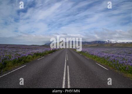 Lupin à côté de la route en Islande Banque D'Images