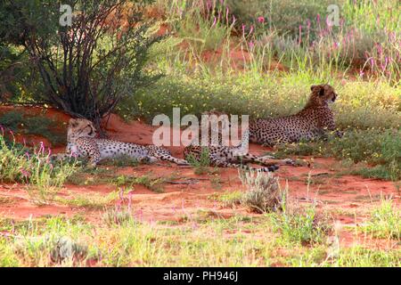 Trois cheetah parc transfrontalier de Kgalagadi en Afrique du Sud Banque D'Images