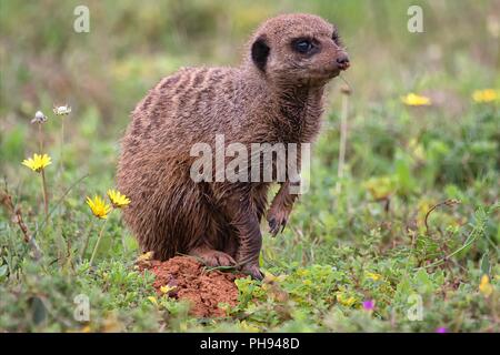 Un meerkat à l'Addo Elephant Park afrique du sud Banque D'Images