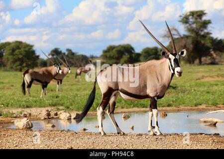 En vertu de l'oryx waterhole ata dans parc transfrontalier de Kgalagadi en Afrique du Sud Banque D'Images