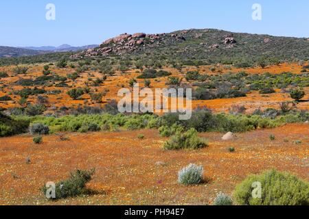 Des fleurs au parc national afrique du sud namaqualand Banque D'Images