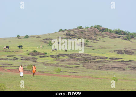 Goa, Inde - Juillet 8, 2018 - Deux prêtres marcher à travers les collines hindouiste à Goa en passant des vaches sacrées Banque D'Images