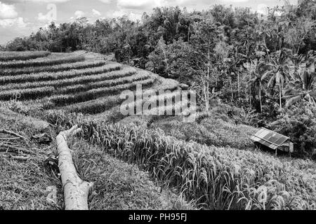 Terrasse de riz près de ubud à Bali Indonésie Banque D'Images