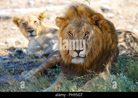Couple de lions dans le parc national d'Etosha, Namibie Banque D'Images