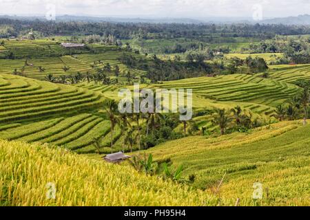 Terrasse de riz près de ubud à Bali Indonésie Banque D'Images