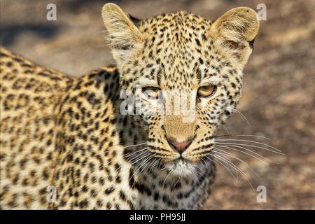 Les jeunes Leopard dans le parc national Kruger en Afrique du Sud Banque D'Images