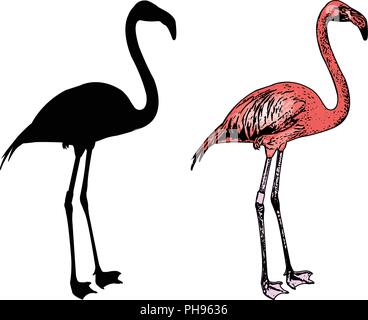 Flamingo bird silhouette et croquis illustration - vector Illustration de Vecteur