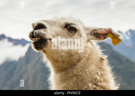 Close up de Llama. Ruines Inca Winay Wanna, Inca, au Pérou. Banque D'Images