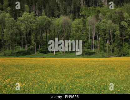 Prairie jaune vif plein de fleurs sauvages et de la forêt Banque D'Images