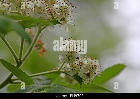 Fleurs d'un vrai service tree (Sorbus domestica) Banque D'Images