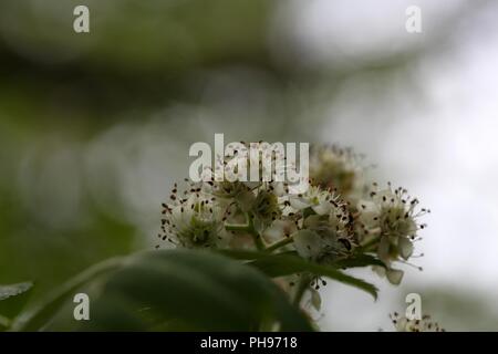 Fleurs d'un vrai service tree (Sorbus domestica) Banque D'Images