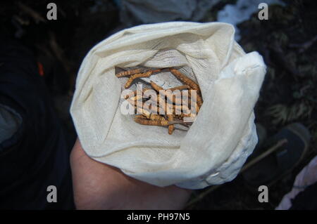 Yarsagumba Banque D'Images