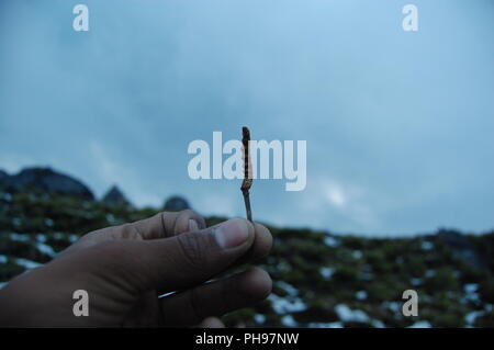 Yarsagumba Banque D'Images