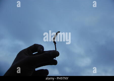 Yarsagumba Banque D'Images