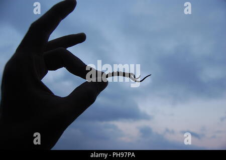 Yarsagumba Banque D'Images