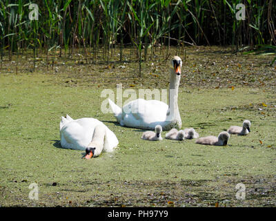 Une paire de cygnes tuberculés garde soigneusement leurs cygnets comme ils leur enseignent à se nourrir sur une petite pièce d'eau. Banque D'Images