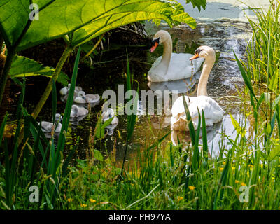 Une paire de cygnes tuberculés garde soigneusement leurs cygnets comme ils leur enseignent à se nourrir sur une petite pièce d'eau. Banque D'Images