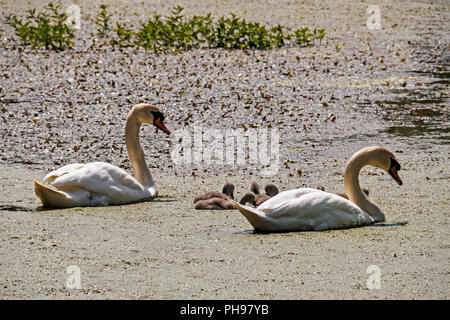 Une paire de cygnes tuberculés garde soigneusement leurs cygnets comme ils leur enseignent à se nourrir sur une petite pièce d'eau. Banque D'Images