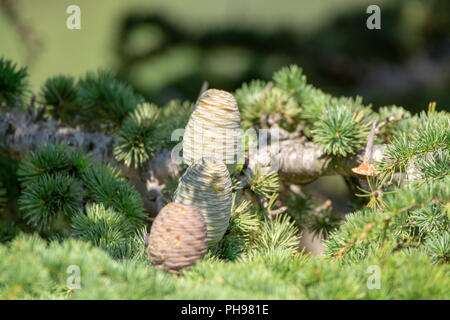 Cèdre de l'Himalaya ou deodar cedar tree avec des cônes, fond de Noël close up Banque D'Images