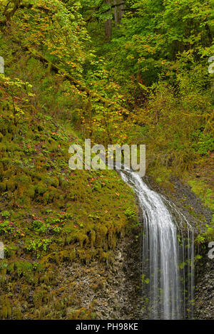 Chute d'inconnu, Silver Falls State Park Banque D'Images