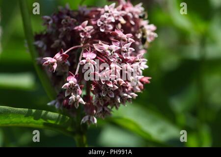 Le sud de l'absinthe (Artemisia abrotanum) Banque D'Images