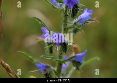 Blueweed ou viper (Vipérine commune Echium vulgare) Banque D'Images