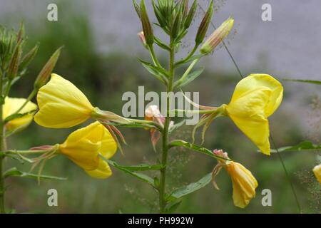 L'onagre (Oenothera biennis) Banque D'Images