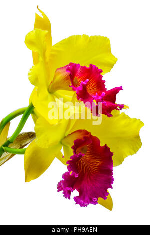 Belle orchidée Cattleya jaune Banque D'Images