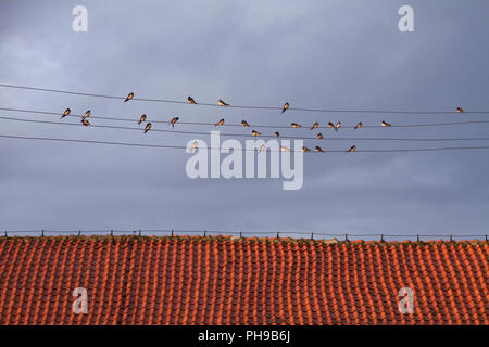 Avale assis sur fils de toit en tuiles rouges. Banque D'Images