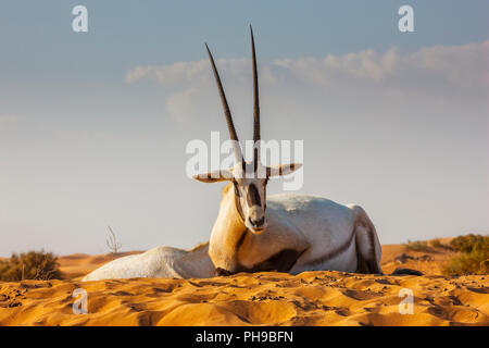 Oryx dans le désert de Dubaï Banque D'Images