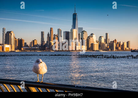 Manhattan, vue depuis le New Jersey sur la rivière Hudson avec mouette en face avant Banque D'Images