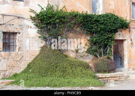 Mur d'une maison couverte de lierre vert Banque D'Images