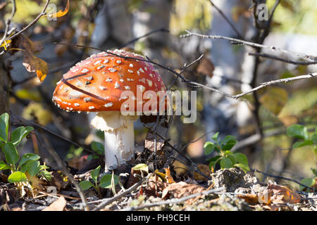 Toadstool champignons / rouge dans la forêt Banque D'Images