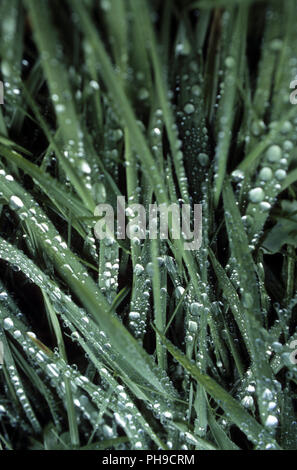 Gouttes de pluie sur des brins d'herbe Banque D'Images