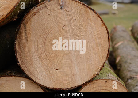 Les anneaux de croissance des arbres abattus - Banque D'Images