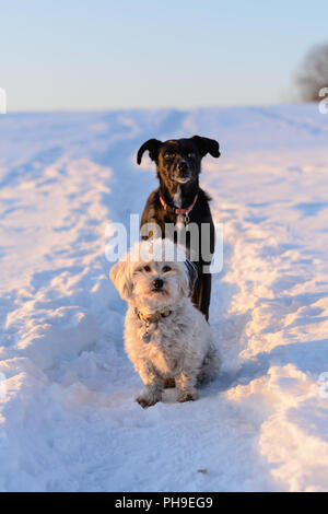 Le noir et blanc chien assis en obéissant dans la neige Banque D'Images