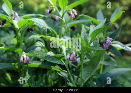 La grande consoude, Symphytum officinalis Banque D'Images