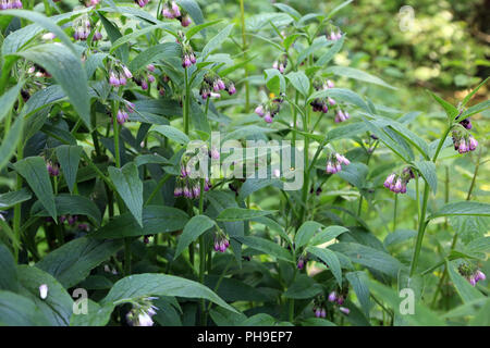 La grande consoude, Symphytum officinalis Banque D'Images