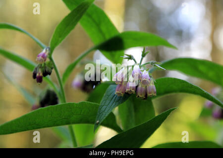 La grande consoude, Symphytum officinalis Banque D'Images