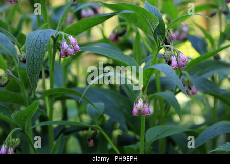 La grande consoude, Symphytum officinalis Banque D'Images