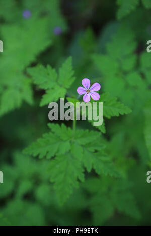 Geranium robertianum herbe, Robert Banque D'Images