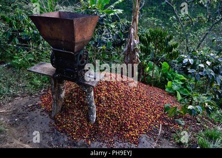 Machine à pâte- de la récolte du café à la frontière de l'Equateur - ZUNGA -San Ignacio- département de Cajamarca au Pérou. Banque D'Images