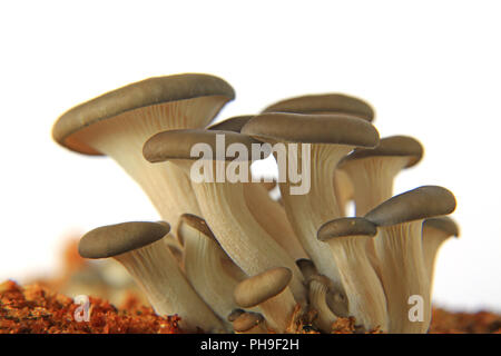 Pleurote (Pleurotus ostreatus) Banque D'Images